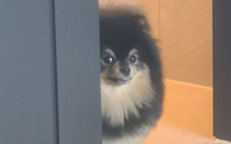 BTS V
