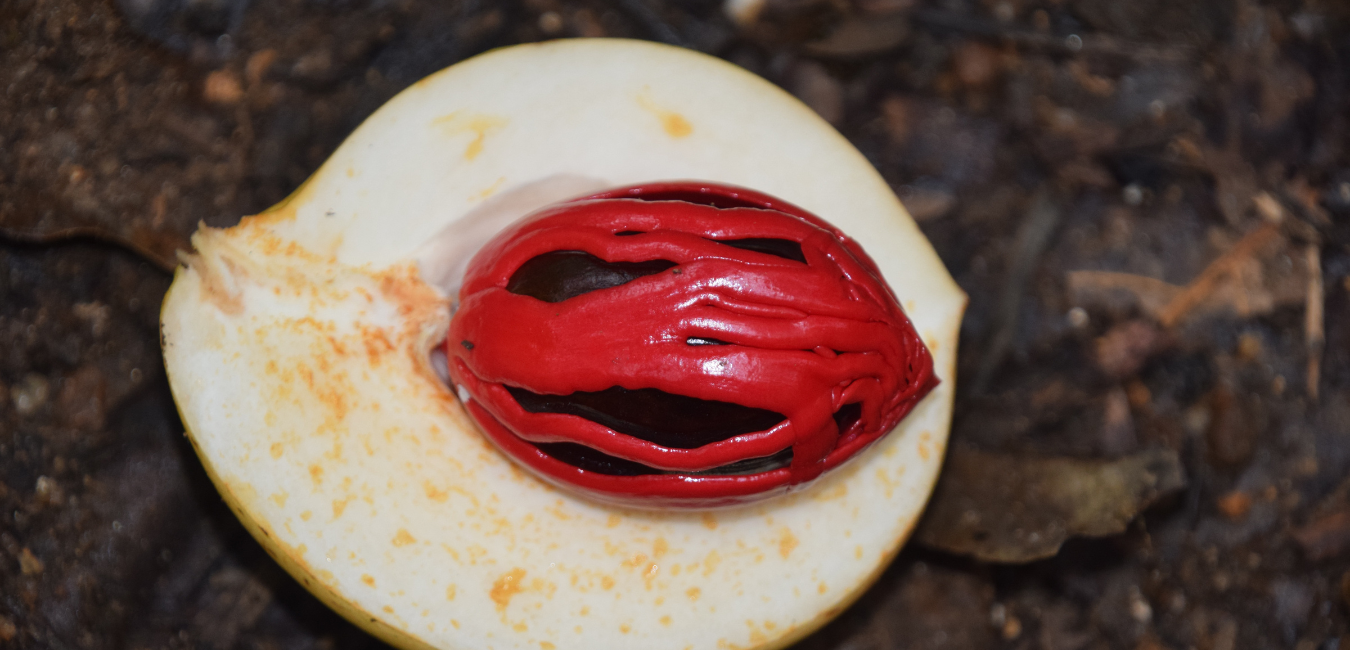 Nutmeg