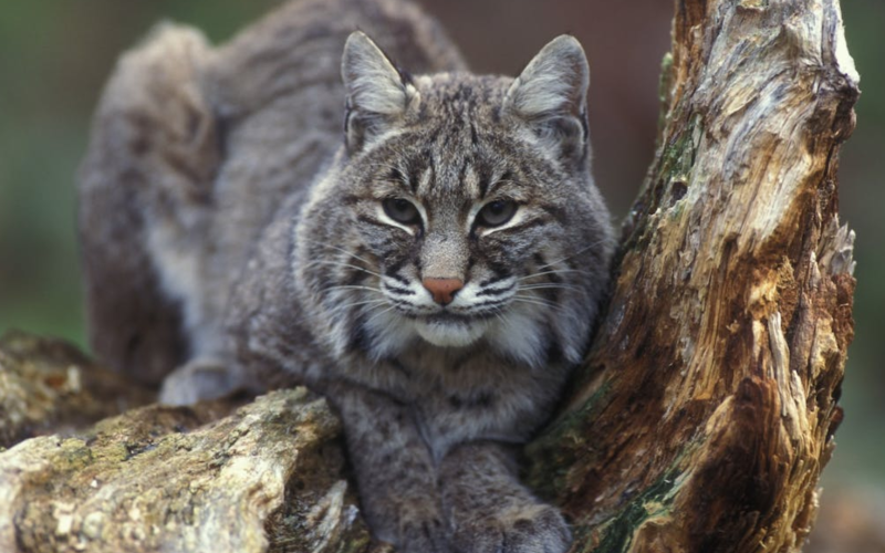 Bob Cat