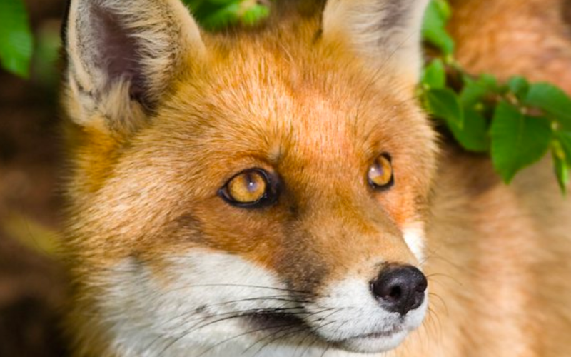 Fox