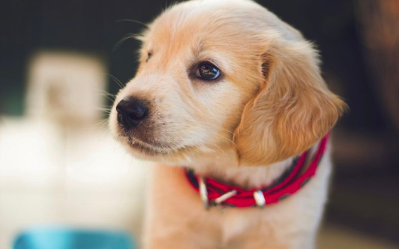 Golden retriever