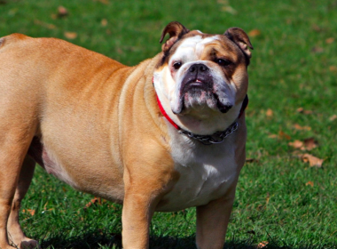 Bulldog