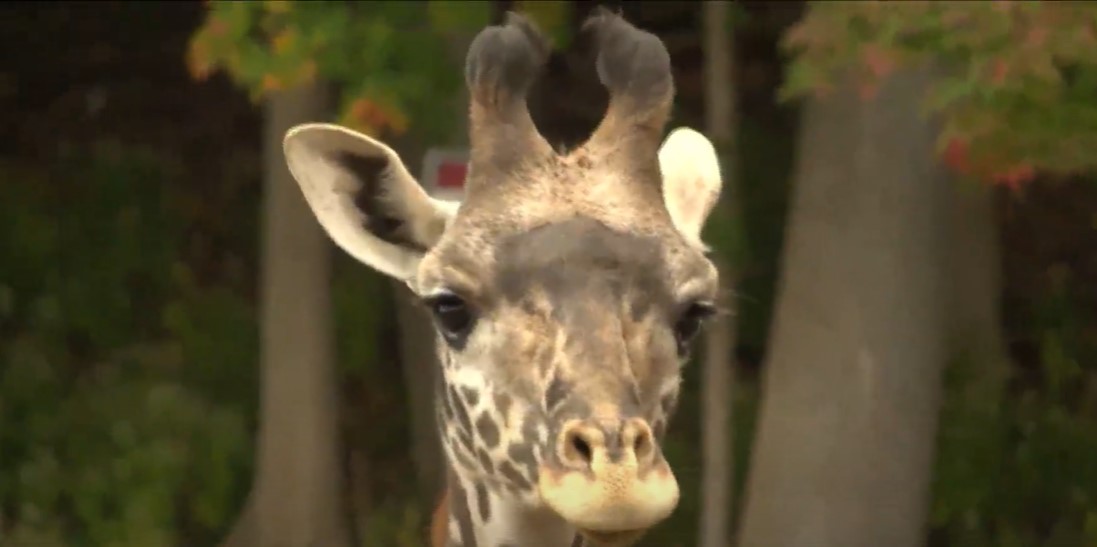 6yearold giraffe diagnosed with cancer is pregnant, Seneca Park Zoo