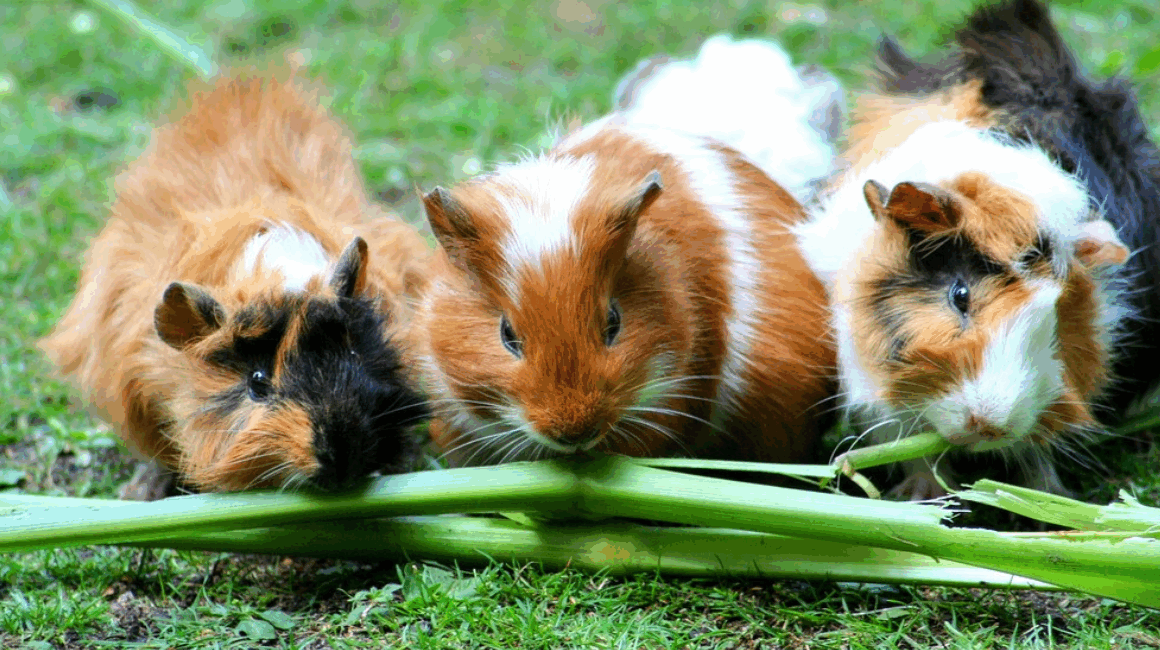 Guinea pigs found in critical condition in LA home