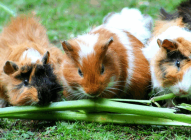 Guinea pigs found in critical condition in LA home
