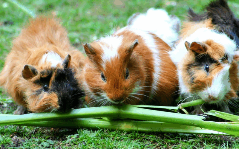 Guinea pigs found in critical condition in LA home