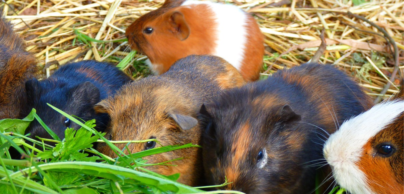 Guinea pigs hoarded in LA home