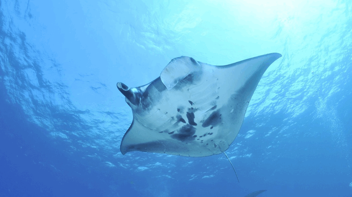 Manta Ray taken out of its habitat
