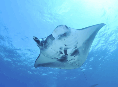 Manta Ray taken out of its habitat