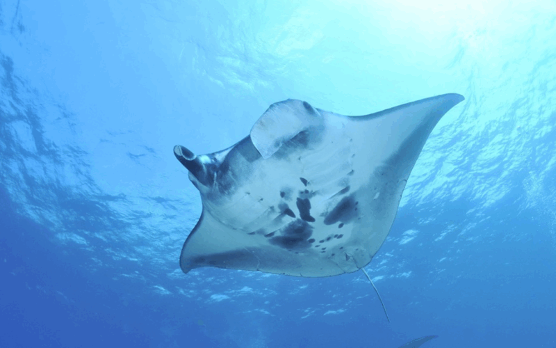 Manta Ray taken out of its habitat