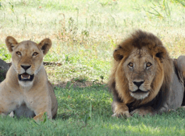 Lions maul zookeeper to death