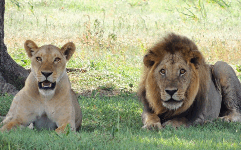 Lions maul zookeeper to death